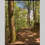 Downtown Gatlinburg Gem 102 - Walk To The Shops & Trails