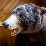 Lazy Bear