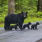 Lazy Bear Lodge, Hot Tub, Resort Pool, Wifi, 1089 Free Tickets Each Paid Day, Dollywood And More