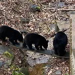 Bear Sanctuary