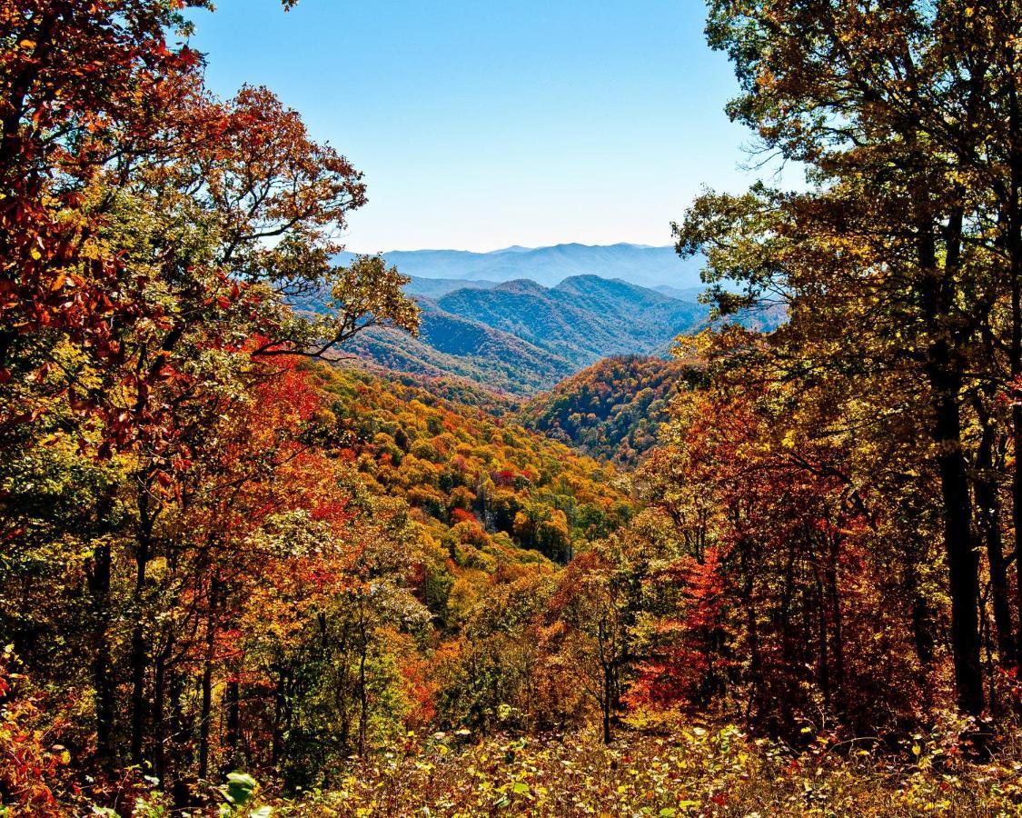 Cozy Bear * Gatlinburg