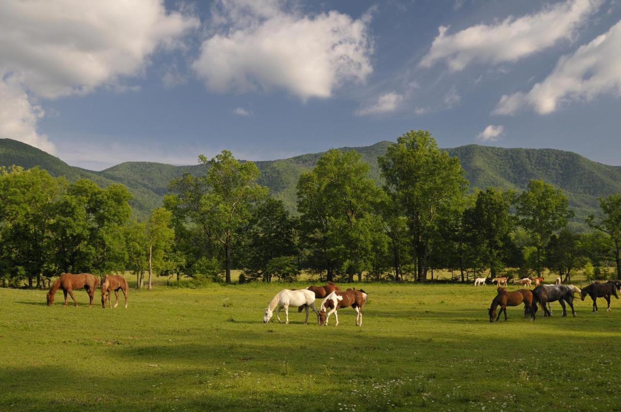Park View 1, 2 Bedrooms, Mountain View, Hot Tub, Sleeps 4 Holiday home Gatlinburg