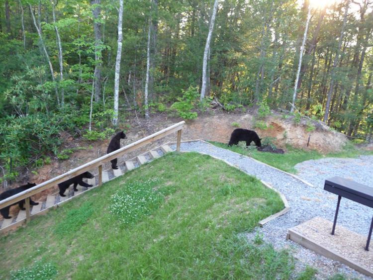 Bears Eye View *