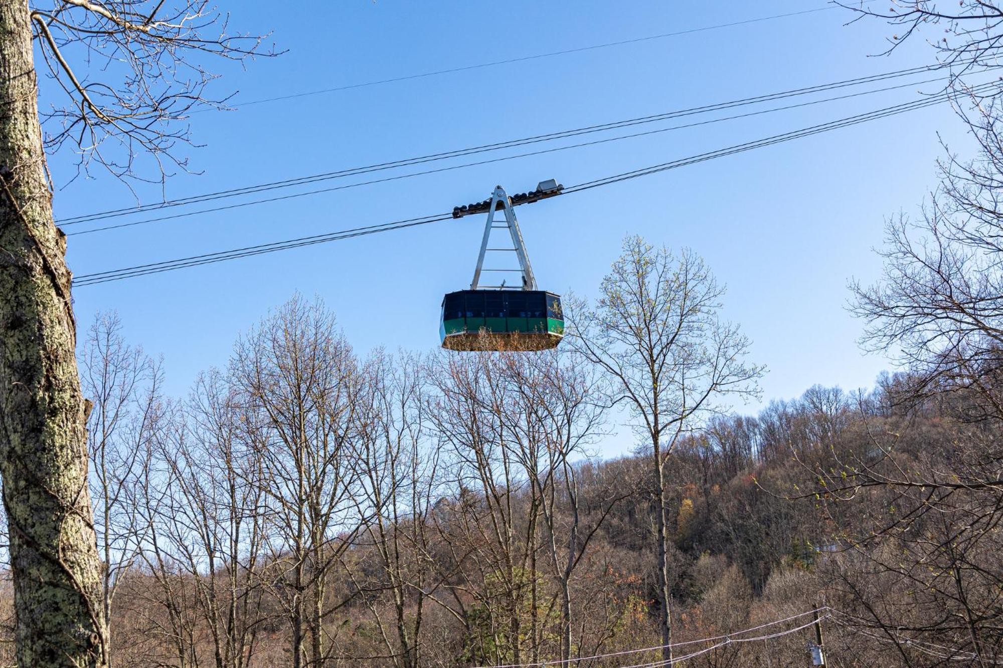 Bears * Gatlinburg