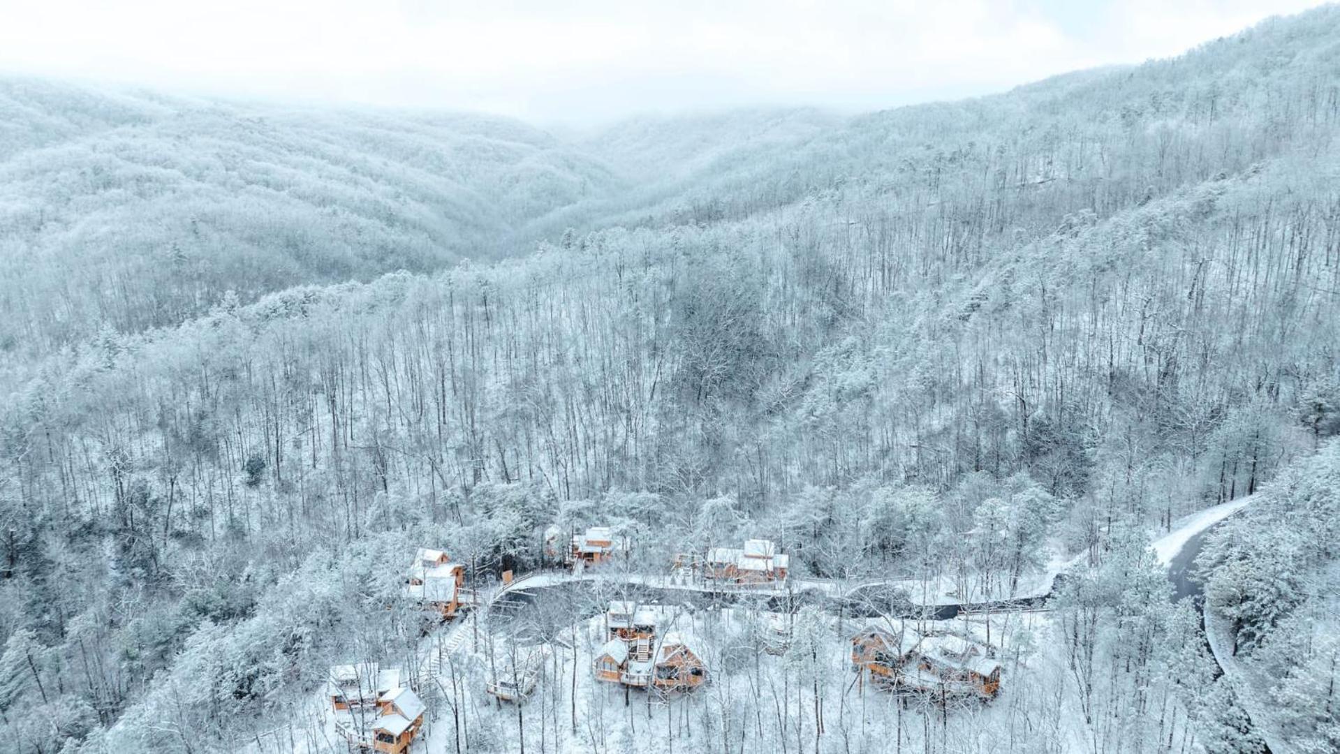 The Cottonwood In Treehouse Grove At Norton Creek *