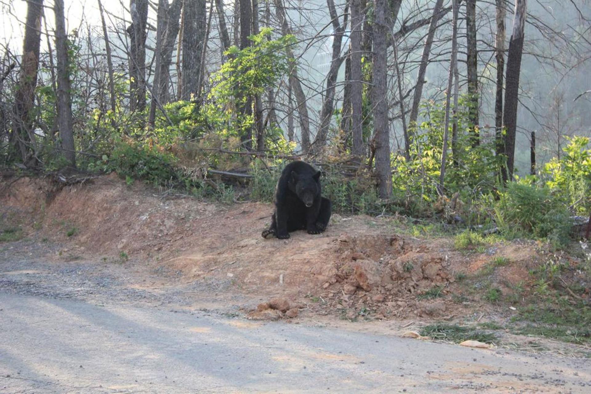 Mountain Haven - Relax & Enjoy Amazing 180 Degree Views Of Mt Leconte Holiday home *