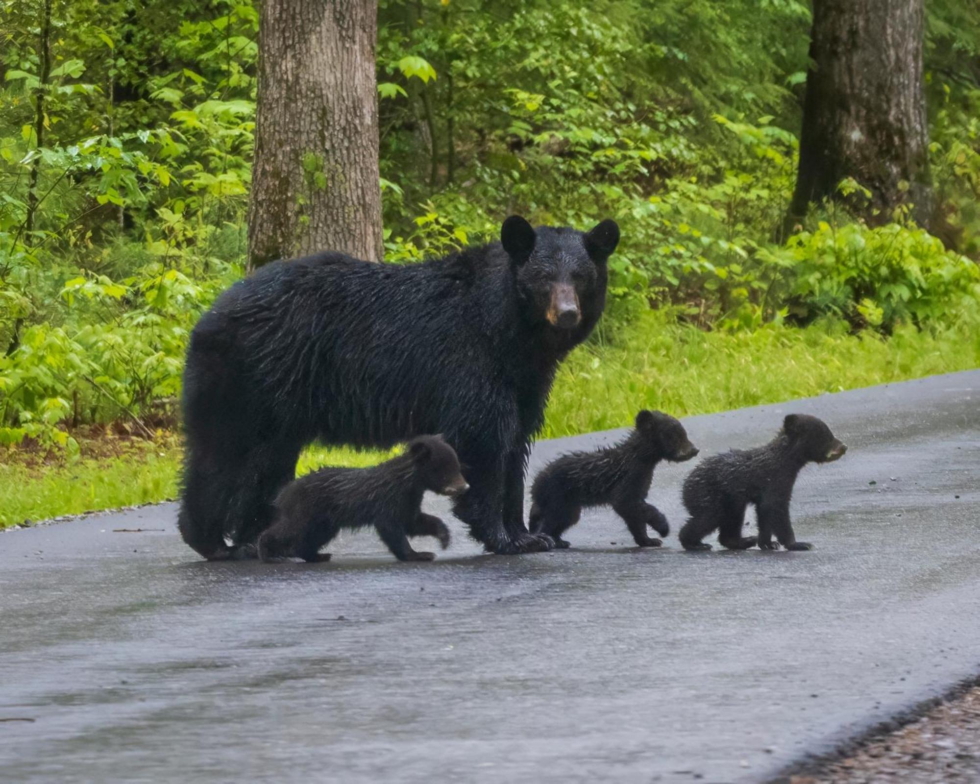 Lazy Bear Lodge, Hot Tub, Pool, Wifi, 1089 Free Tickets Each Paid Day, Dollywood And Holiday home