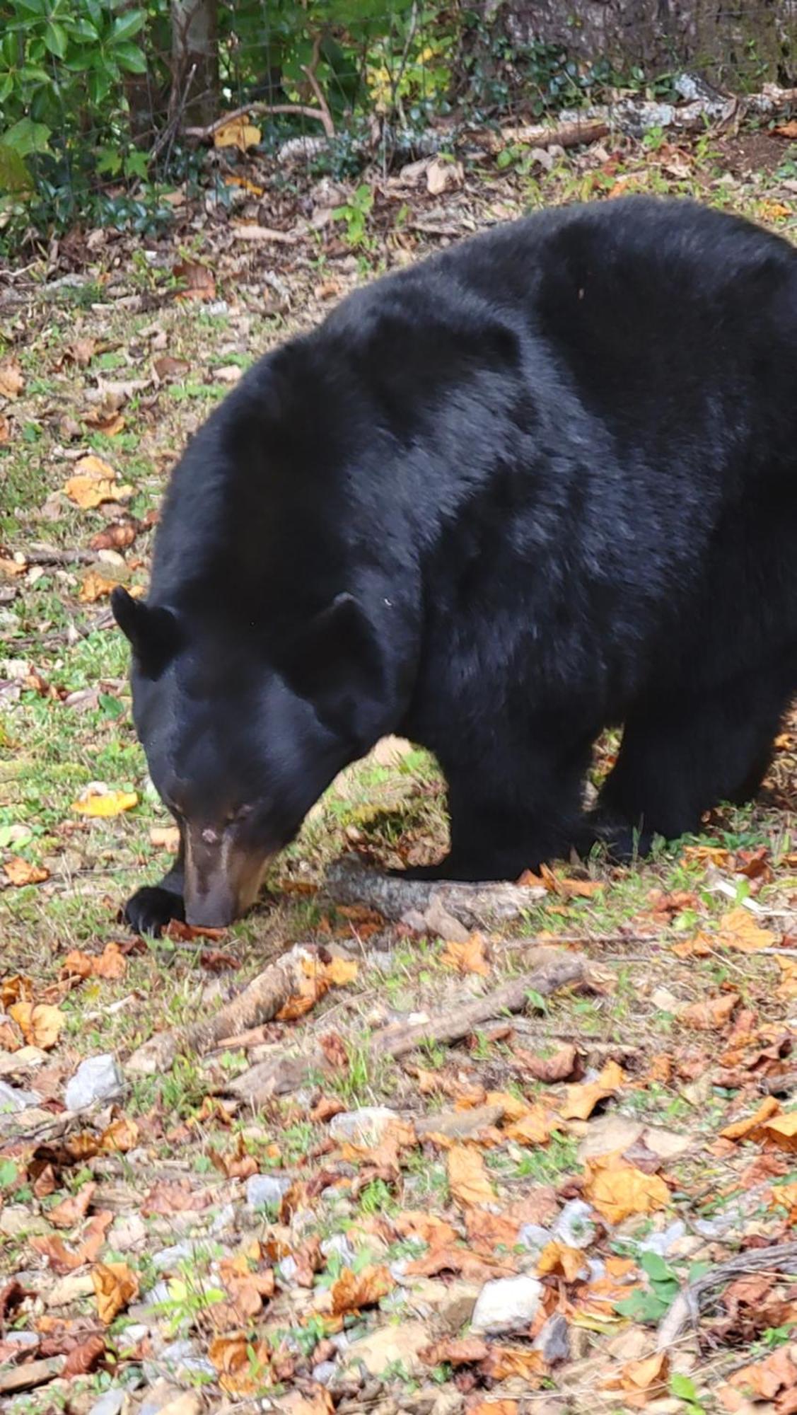 Bearly Wait Apartment