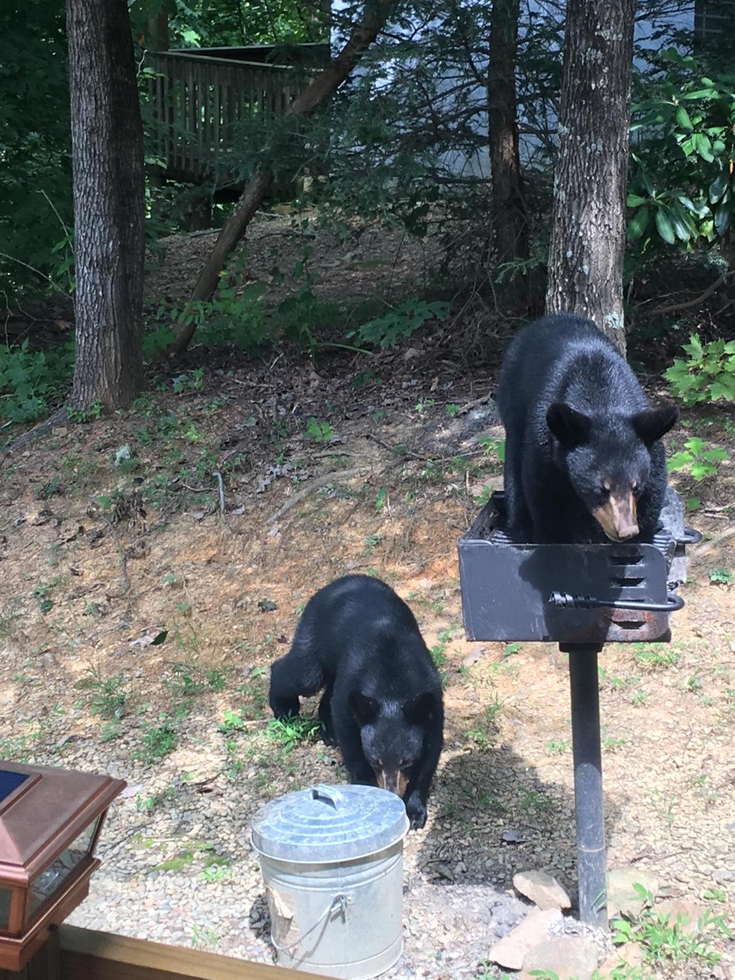 Apartment Bearly Wait