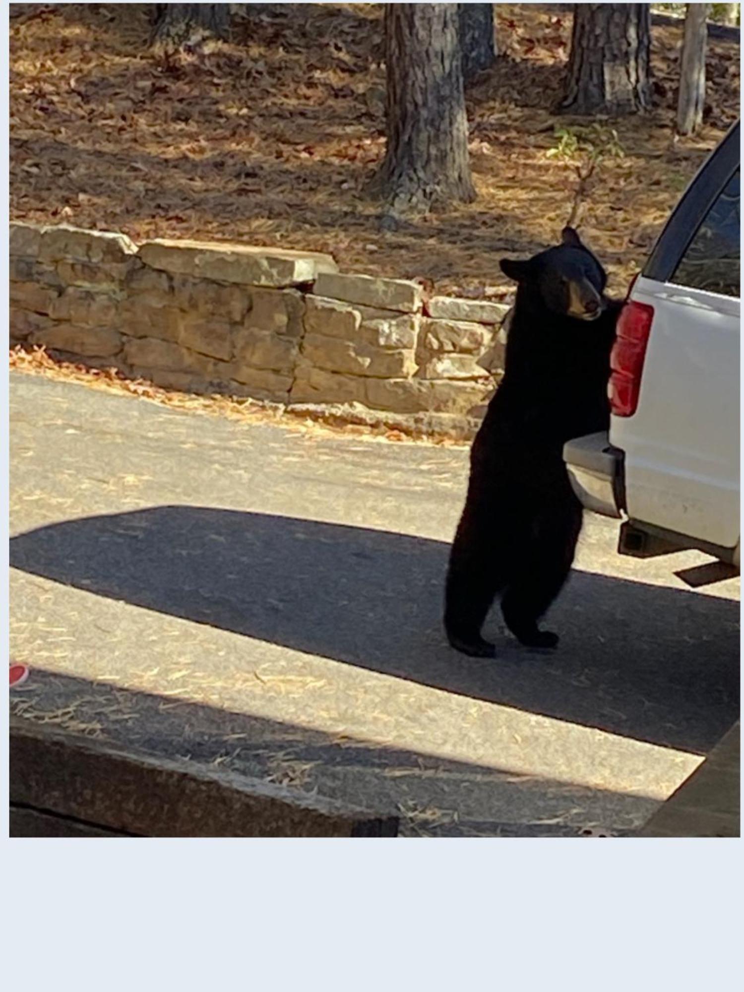 Bearly Wait * Gatlinburg