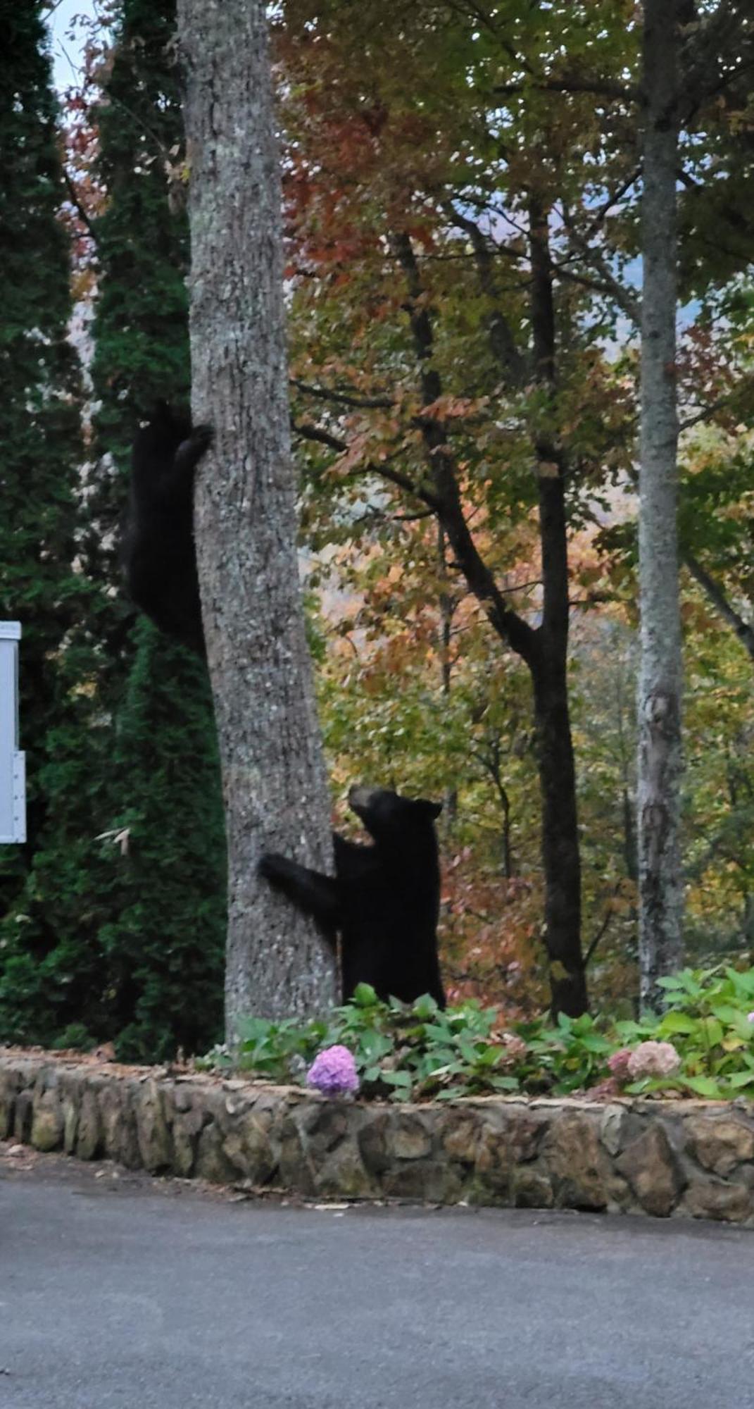 Cozy Cub, Breath Taking Mtn Views, Indoor Pool * Gatlinburg