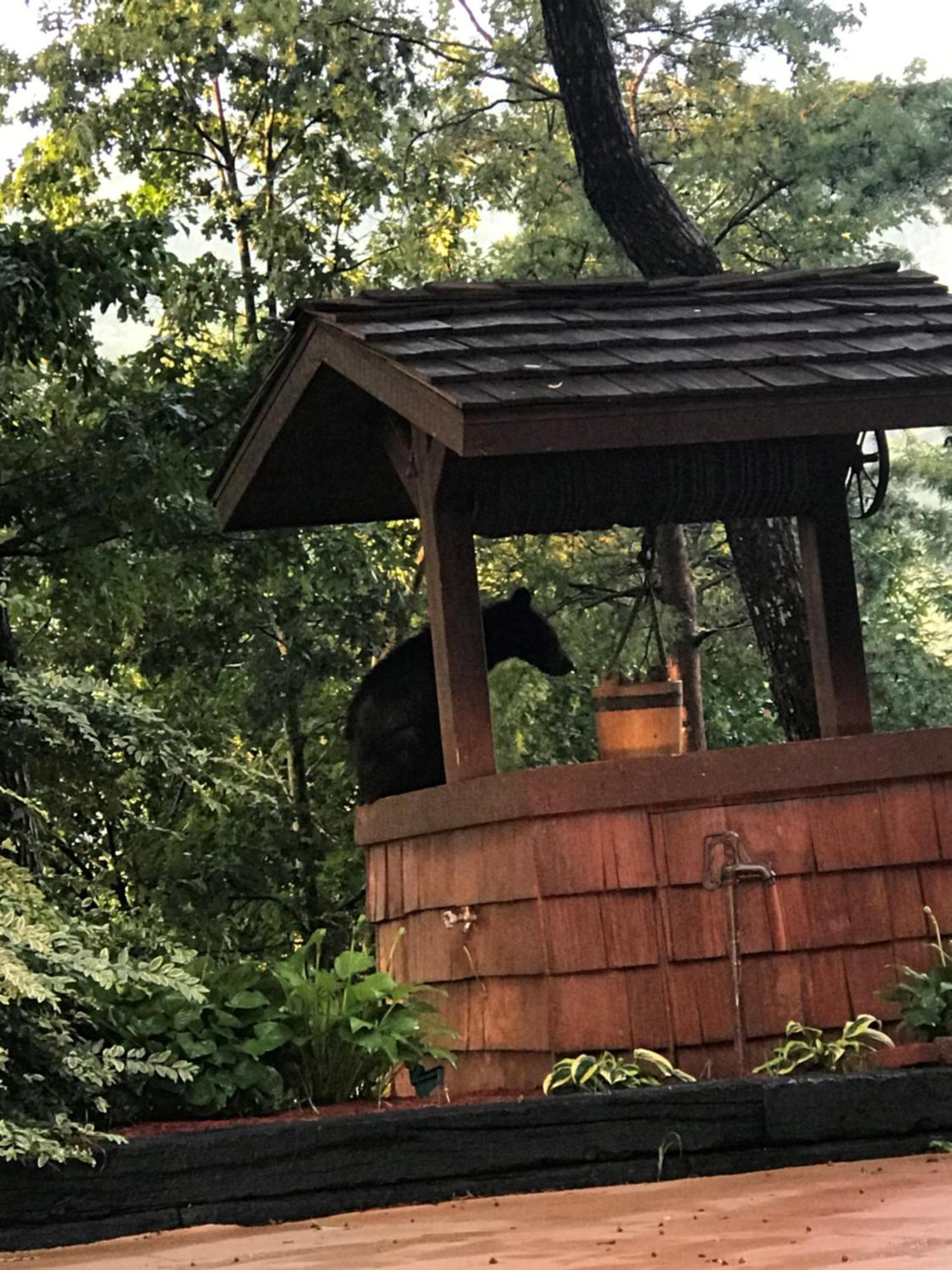 Cozy Cub, Breath Taking Mtn Views, Indoor Pool Apartment