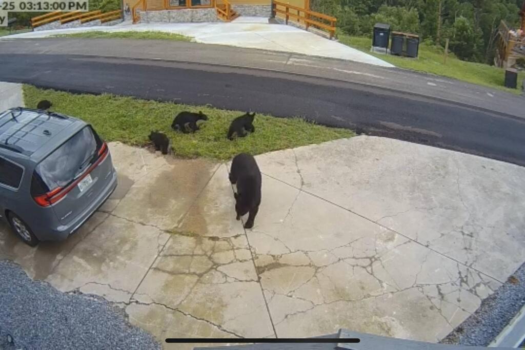 Our Black Bear