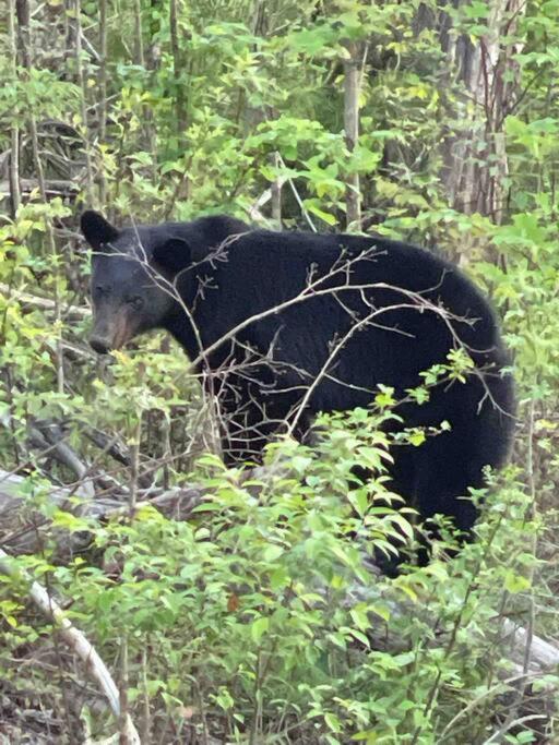 Holiday home Our Black Bear