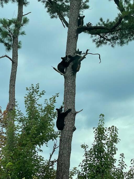 Our Black Bear *