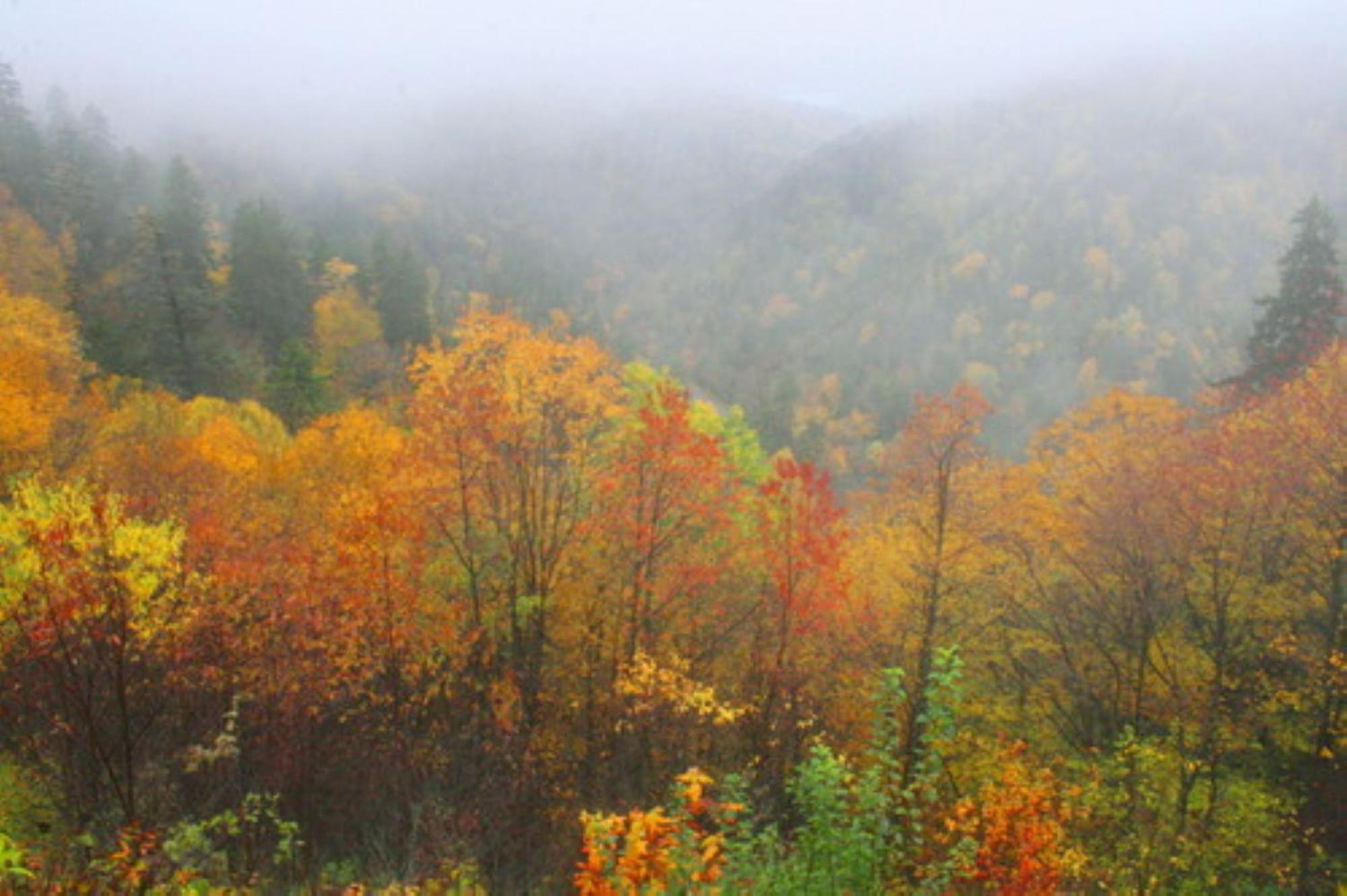 5 Star Summit View, Adjacent To The National Park Holiday home Gatlinburg