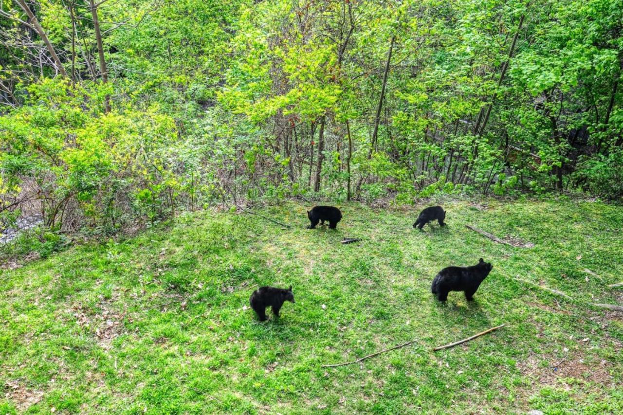Holiday home Bear Is Buellers Day Off Gatlinburg