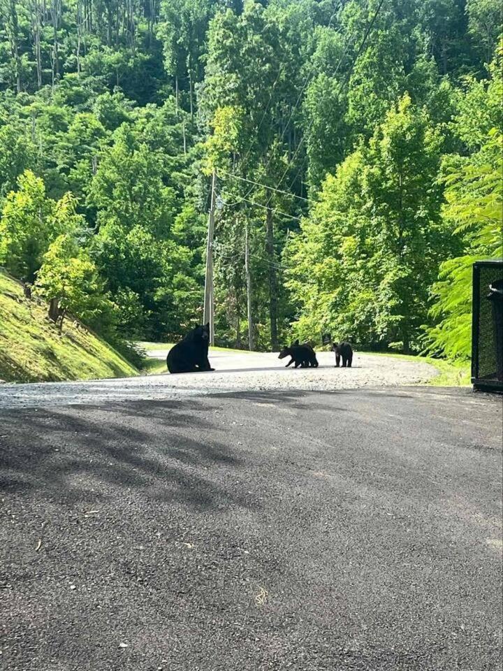 Holiday home Mountain View, Indoor Pool, Luxury Cabin, Bears *