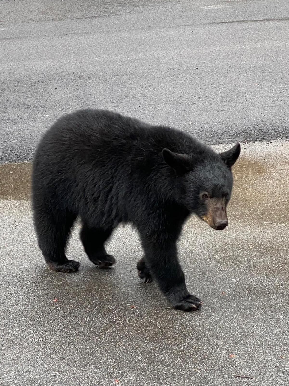 Holiday home Bear Sanctuary Gatlinburg