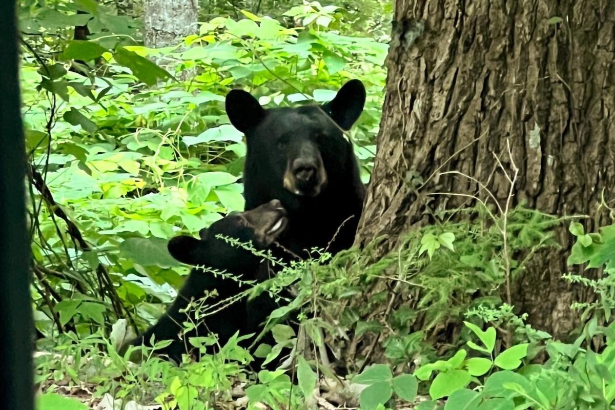 Bear - King Bed * Gatlinburg