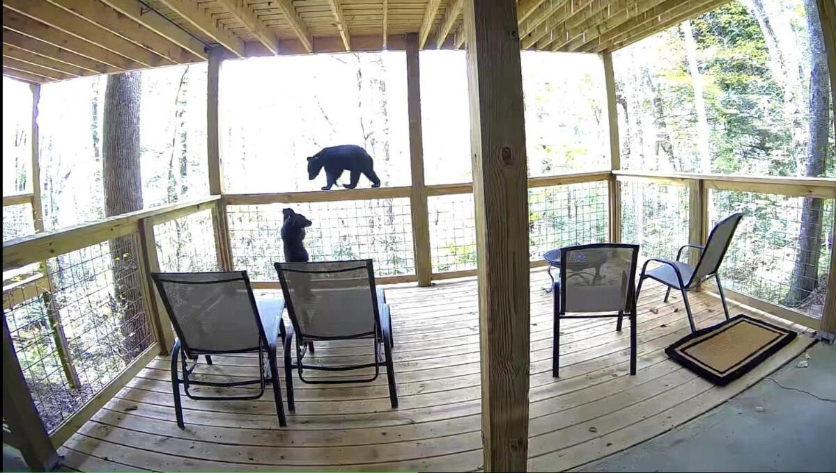 Bear - King Bed Apartment *