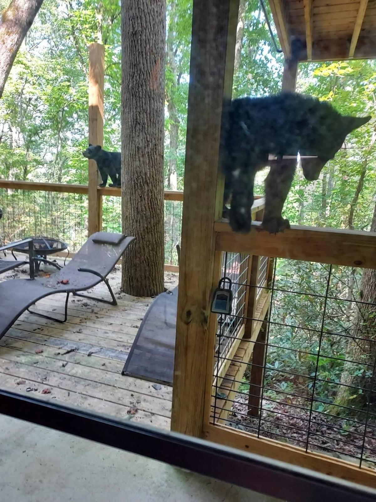 Moose - King Bed * Gatlinburg