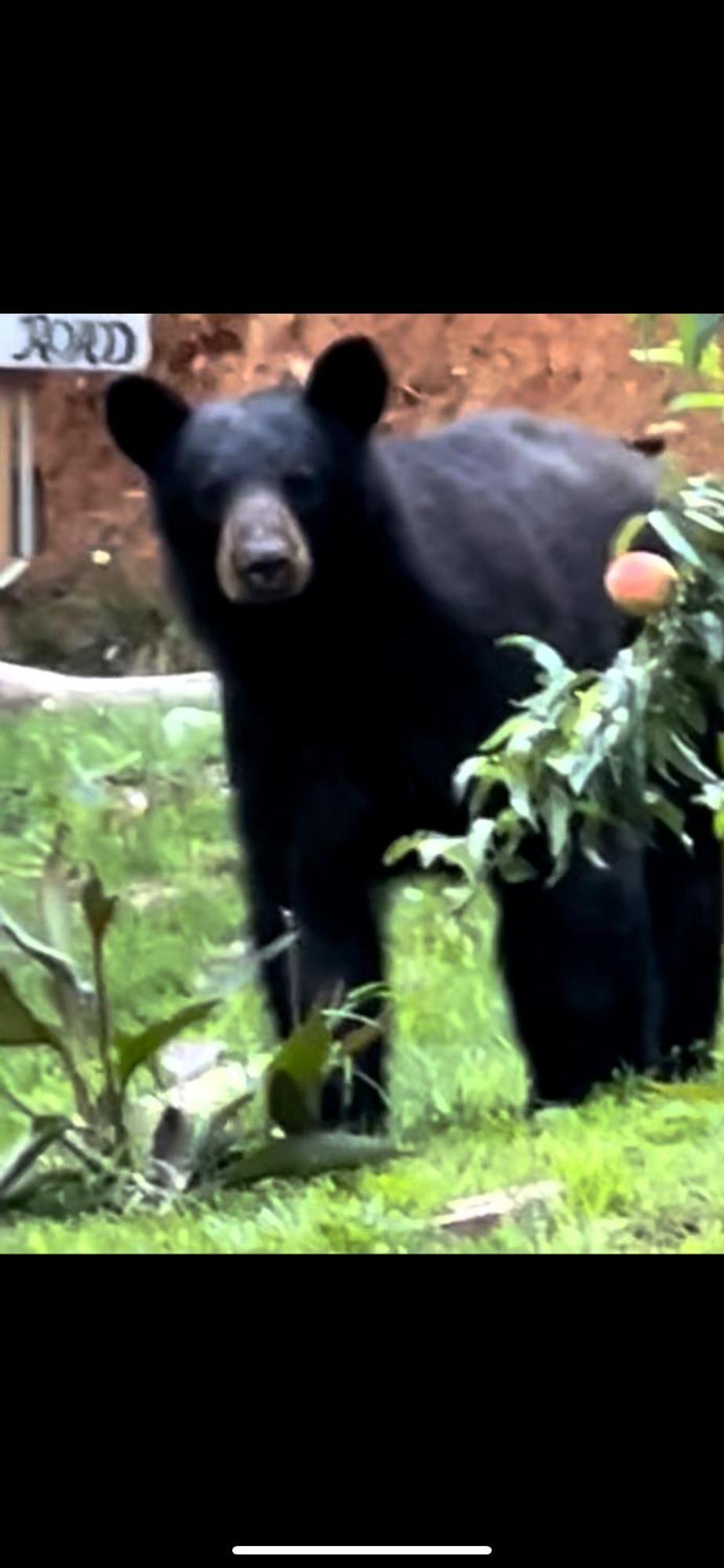 Smoky Mountain High -420 & Pet Friendly Gatlinburg