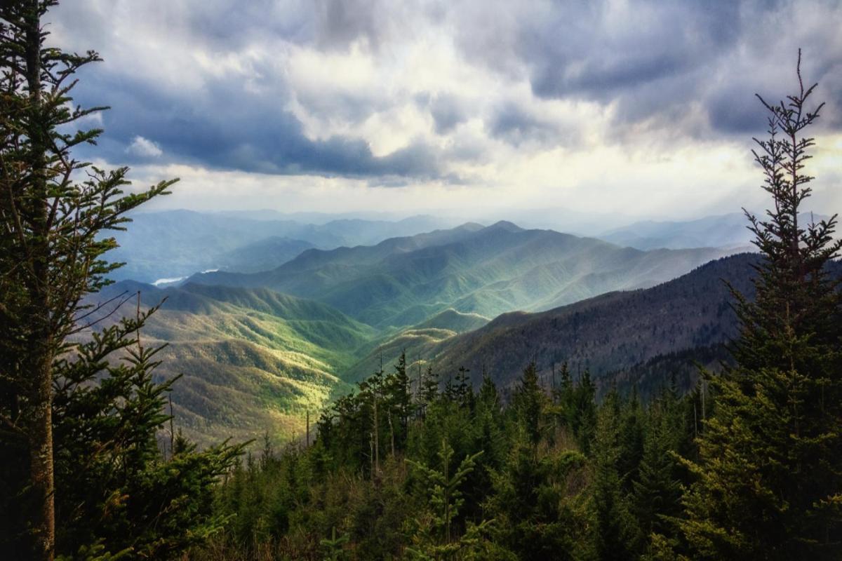 Mountain Mist By Avada *