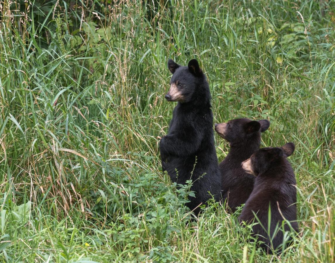 Bear View Holiday home