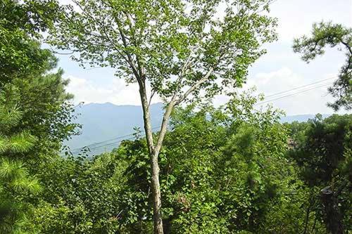 Our Shangrila * Gatlinburg