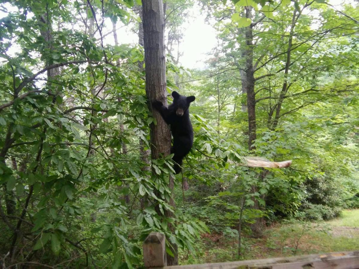 Smoky Mountain Dream * Gatlinburg