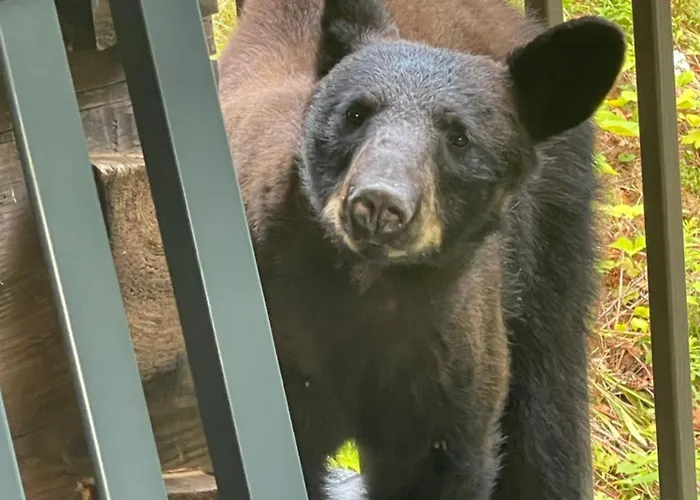Bears Among Us