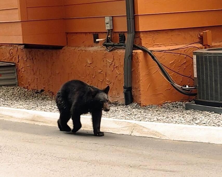 Peaceful Downtown - 10 Mins Walk To Main Strip * Gatlinburg
