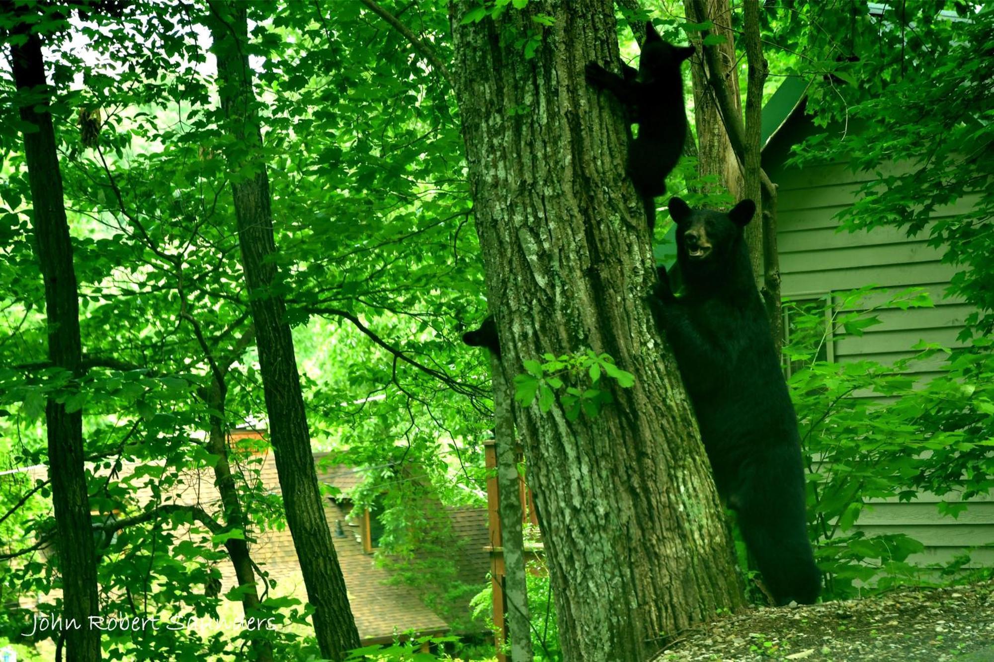 Wild Thing #1525 Holiday home *