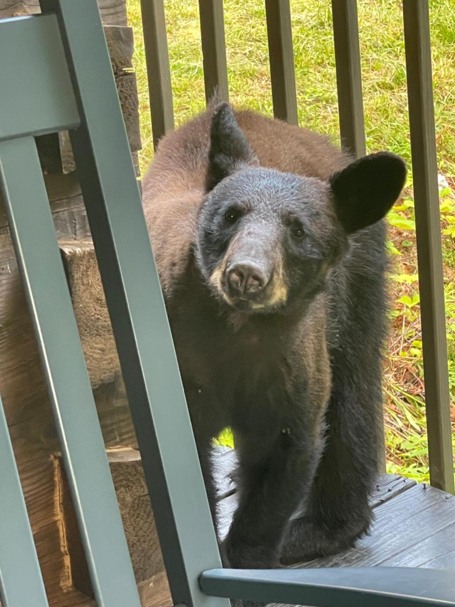Chalet Bears Among Us Gatlinburg