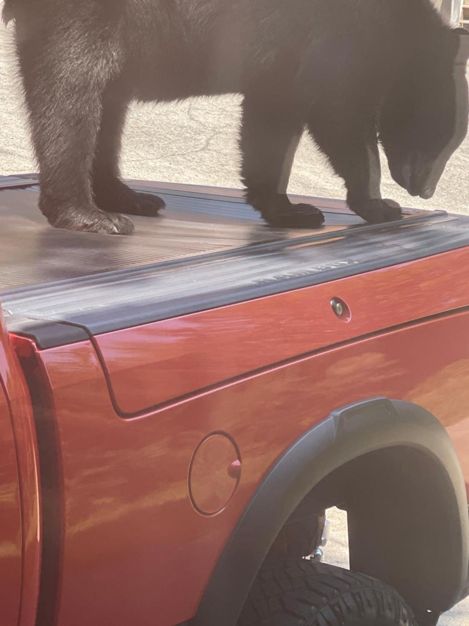 Bears Among Us *