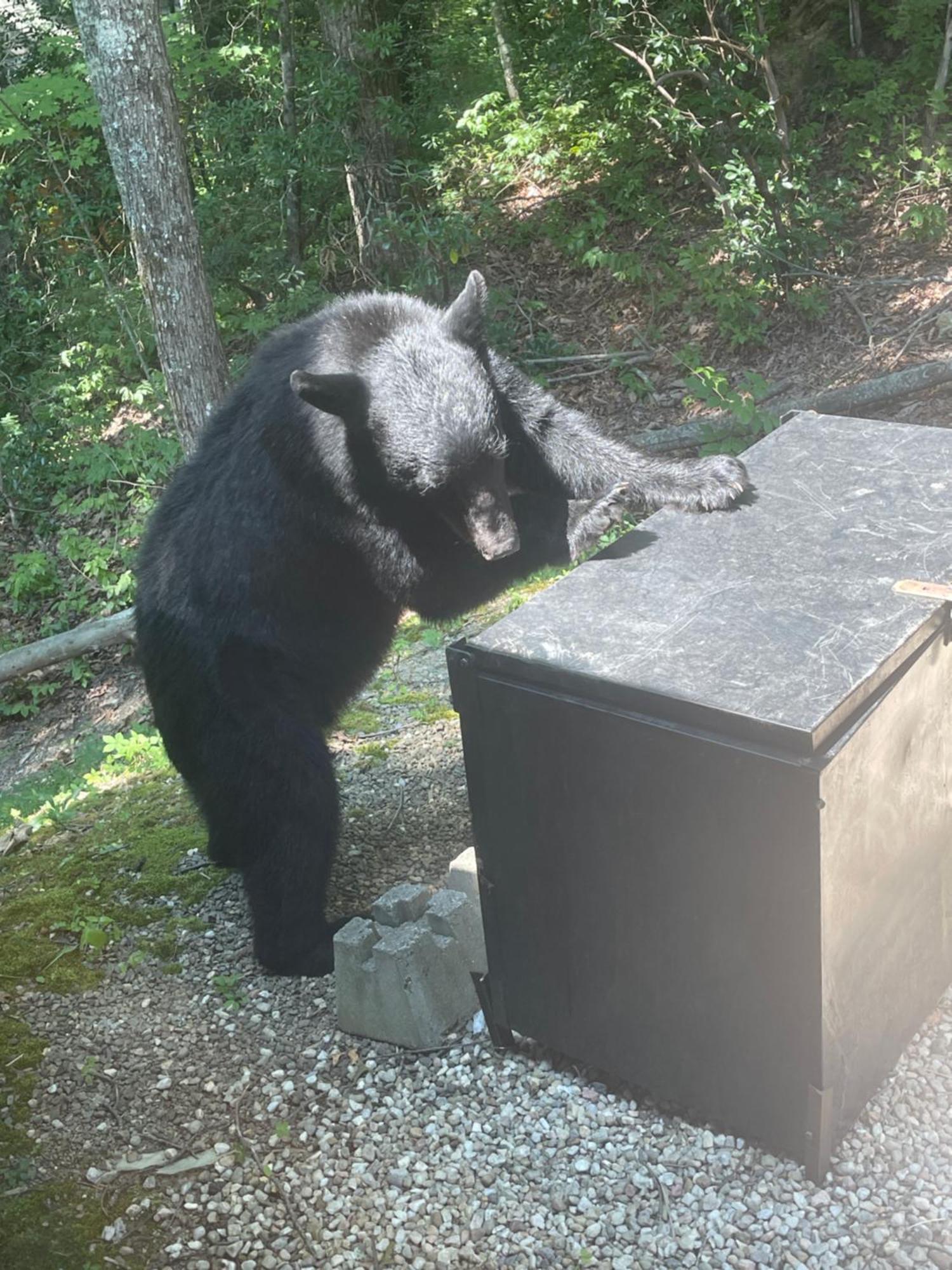 Bears Among Us Gatlinburg