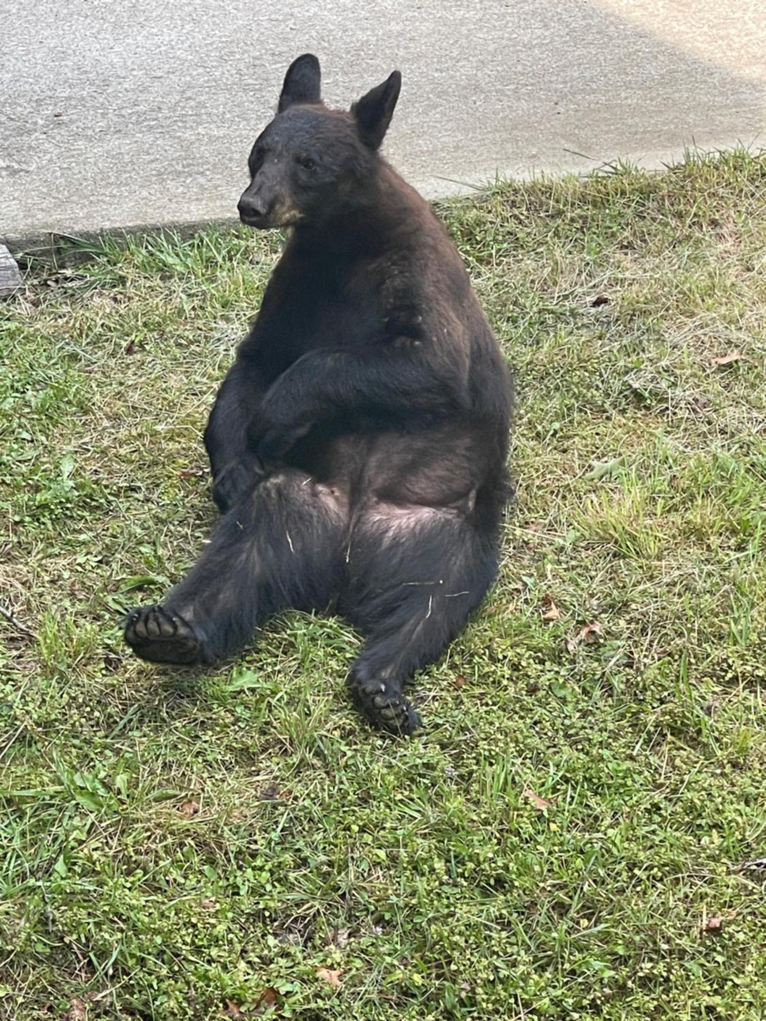Chalet Bears Among Us