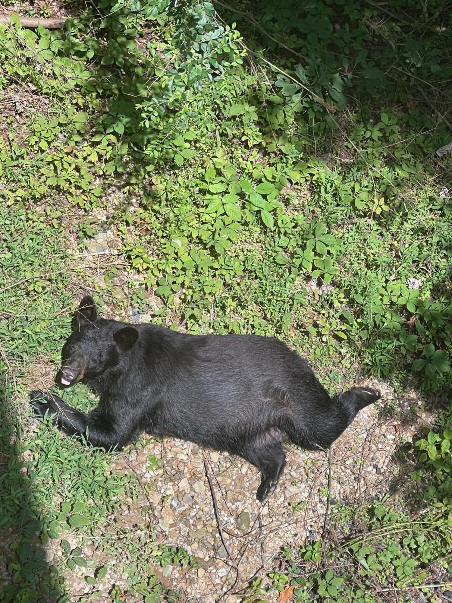 Chalet Bears Among Us *
